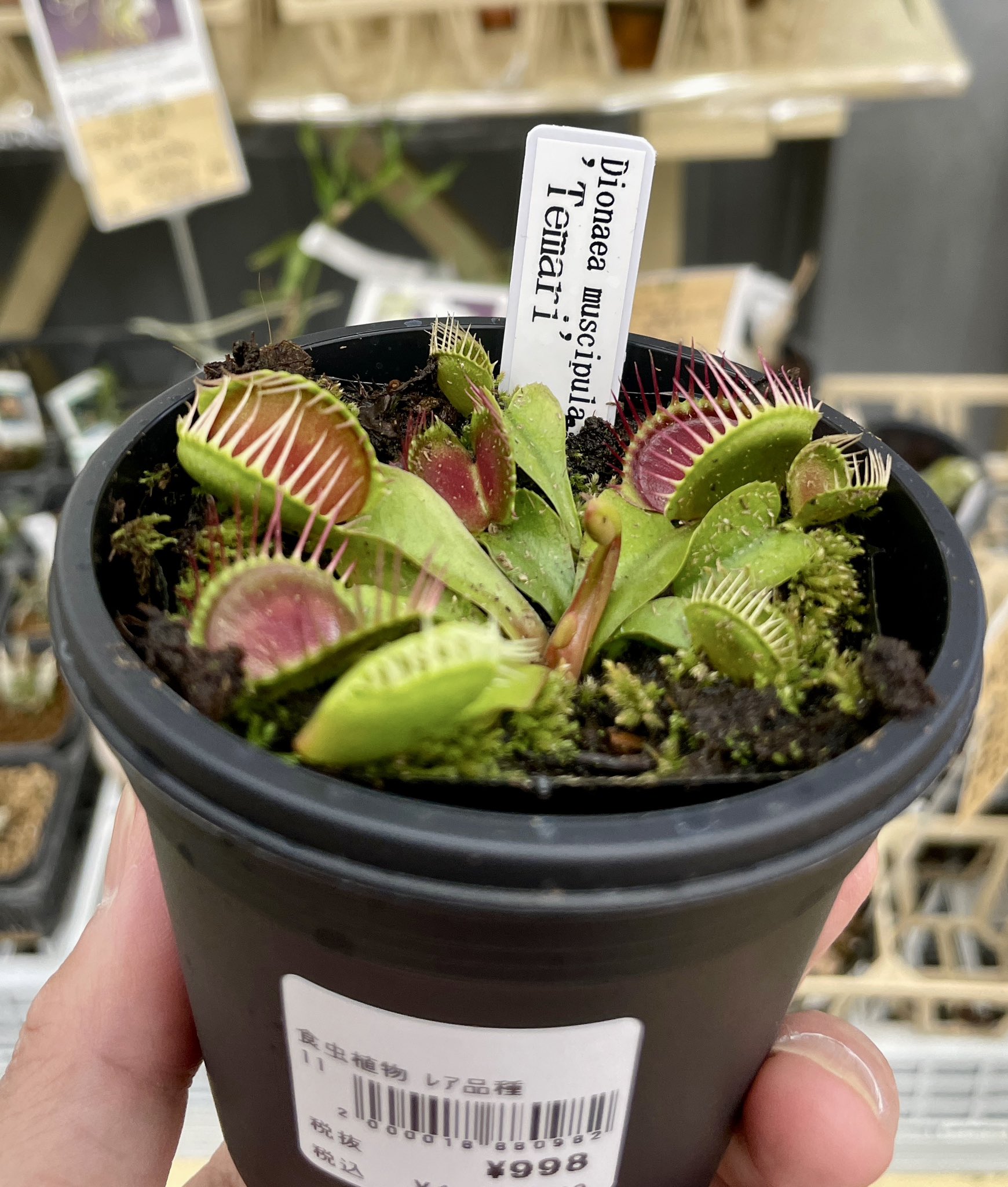 カクタス長田さんより 食虫植物 ハエトリソウが来ました Red Saw