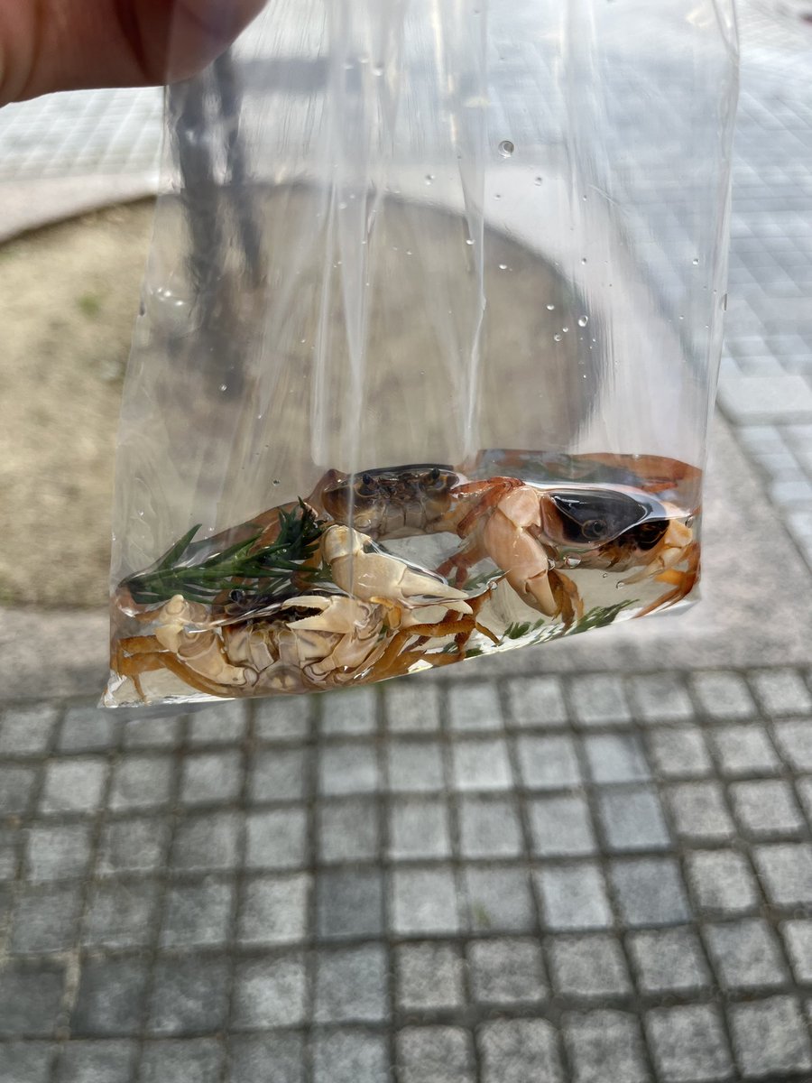 退職祝いで後輩からサワガニ3匹もらいました

17いいねで自腹でもう数匹家族を増やします