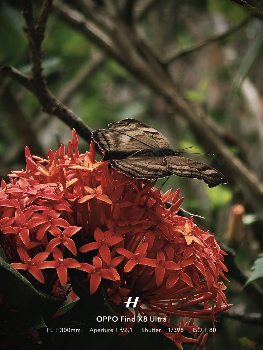 Photos by Oppo Find X8 Ultra 🤗
Film CC filter
300 mm / LYT 600 / 6X Periscope