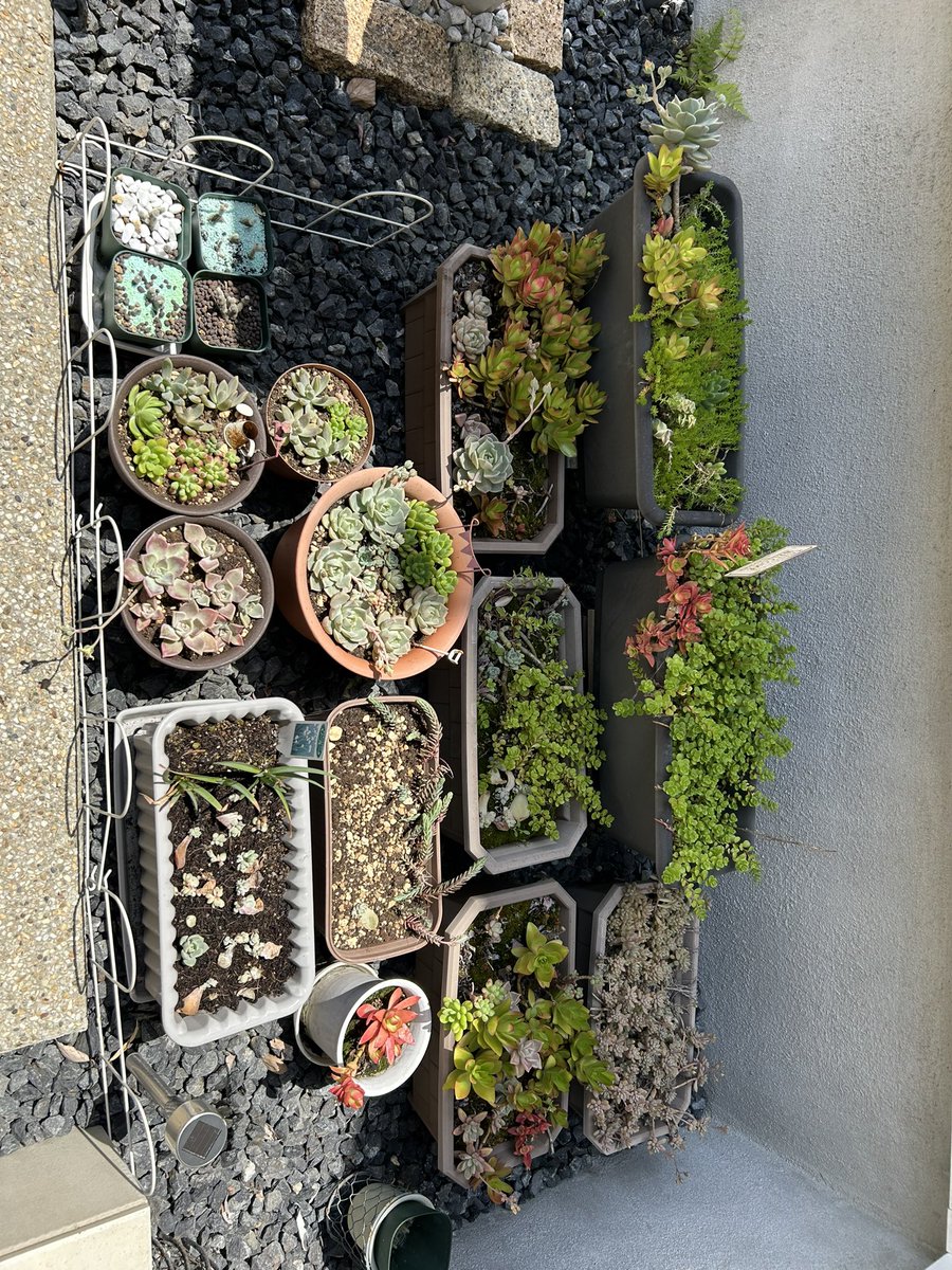 しずく🧡🌵@たにらー tweet media