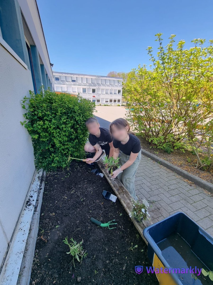 Les éco délégués sont intervenus afin de poursuivre les plantations de la cour dans de nouveaux espaces et ainsi enrichir l'espace de bio diversité avec toujours diverses plantes mellifères, aromatiques et médicinales.