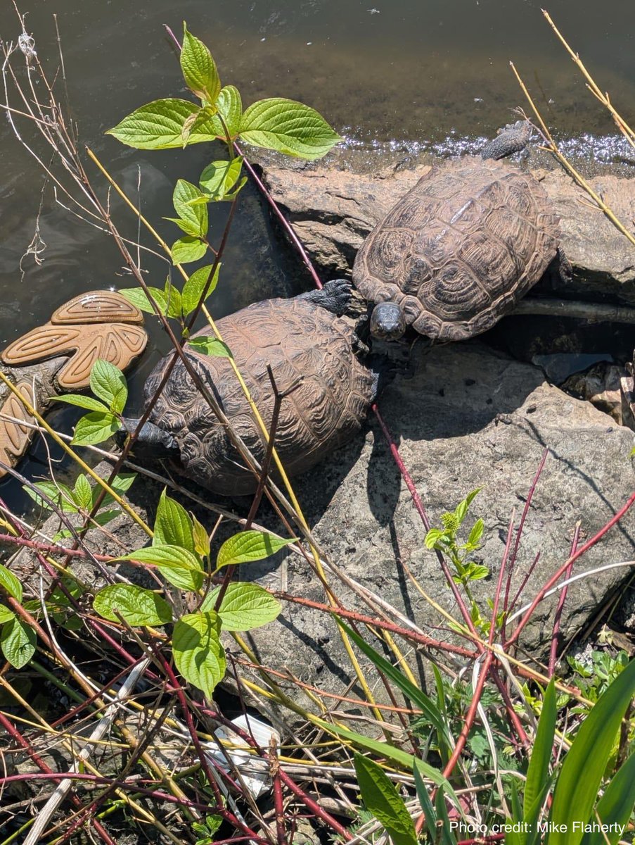 Two yellow-bellied slider turtles. Quite easy to see how they blend into their surroundings and look like rocks whilst basking

Thank you Mike for your sighting 👍

#pond #Ranger #nonnative #public #terrapin #wildlifephotography #turtle #research #citizenscience #invasive #lake
