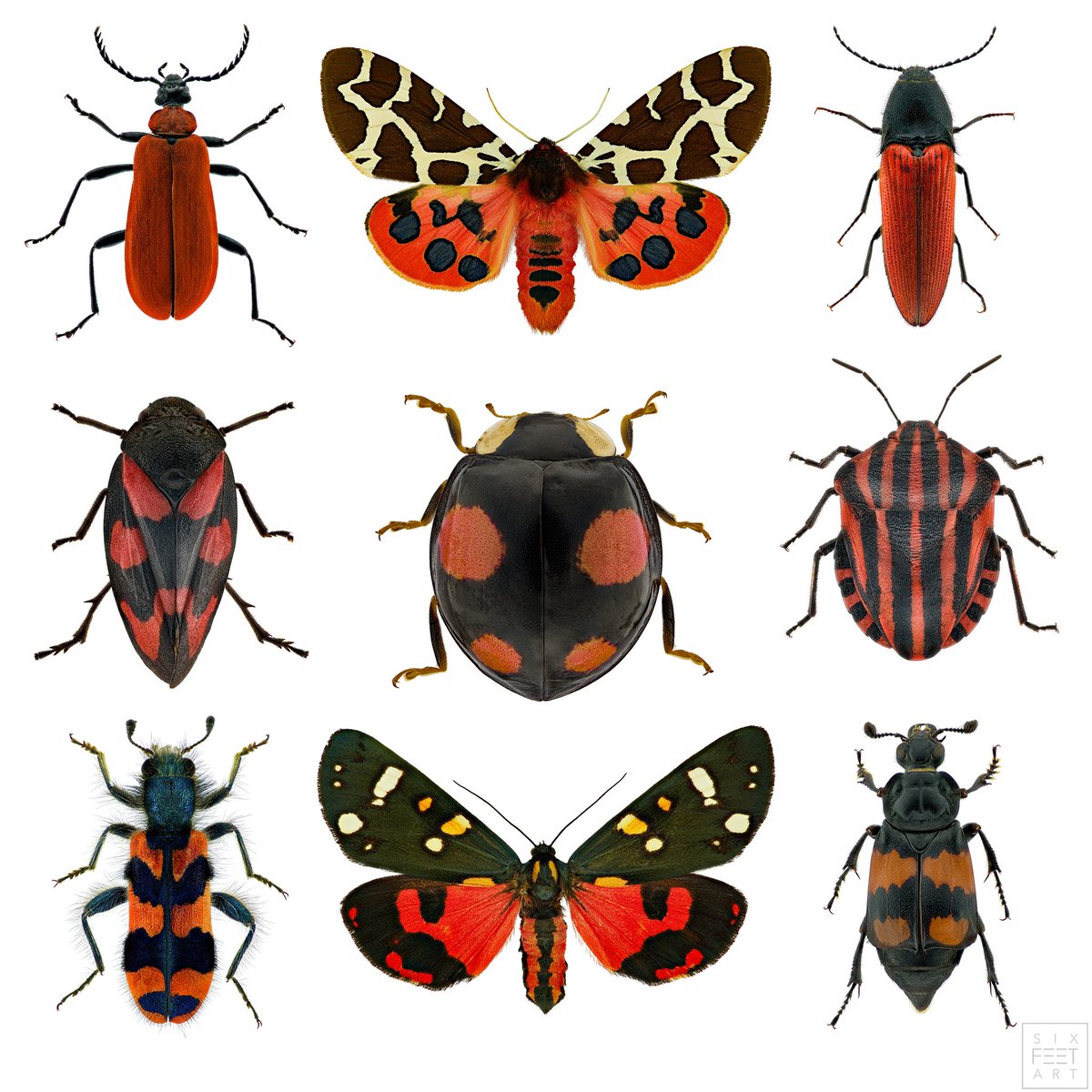 🇬🇧Birds are particularly sensitive to this color. Red serves a warning function in nature. Red insects use it to signal that they are poisonous. Some are poisonous, others simply use the color.

🇩🇪Vögel achten besonders auf diese Farbe. Rot übernimmt in der Natur eine