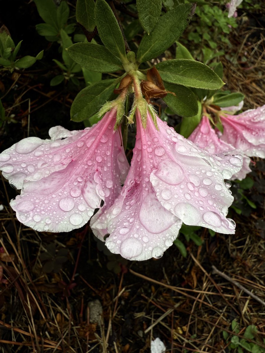 xInvisibilitea tweet media