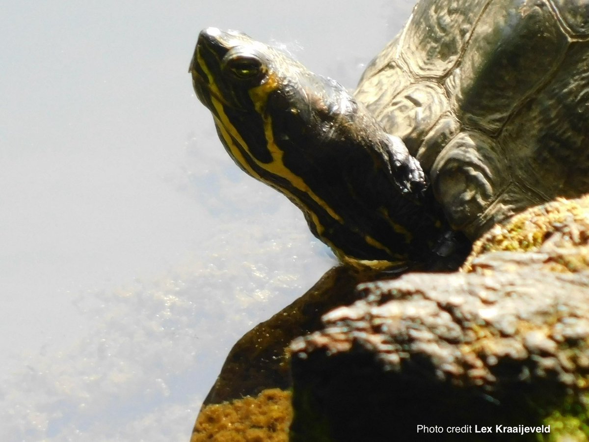 We’ve received photos from Lex, in Southampton, who’s seen these turtles over several days using this log to bask. The weather has certainly come out and they’re making the most of it.

Report sightings to: turtletally.co.uk

#nonnative #terrapin #turtle #wildlife