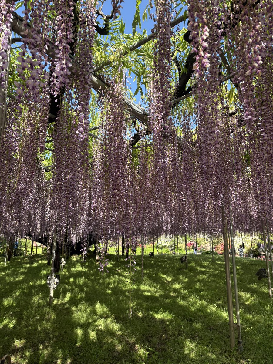 yappi_meshi's tweet image. あしかがフラワーパーク、良き藤でした。

GWでも朝7時に行けば大して待たずに入れますよ〜