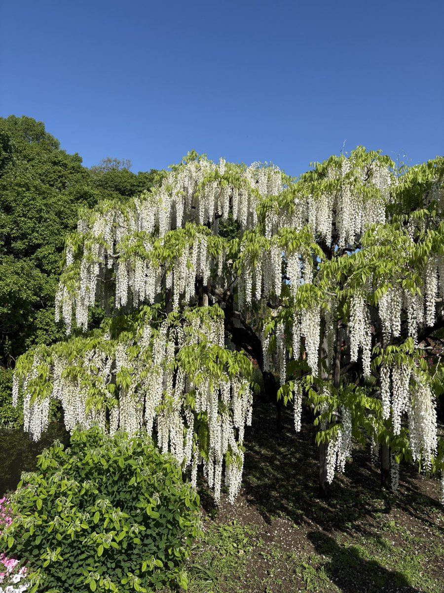 yappi_meshi's tweet image. あしかがフラワーパーク、良き藤でした。

GWでも朝7時に行けば大して待たずに入れますよ〜