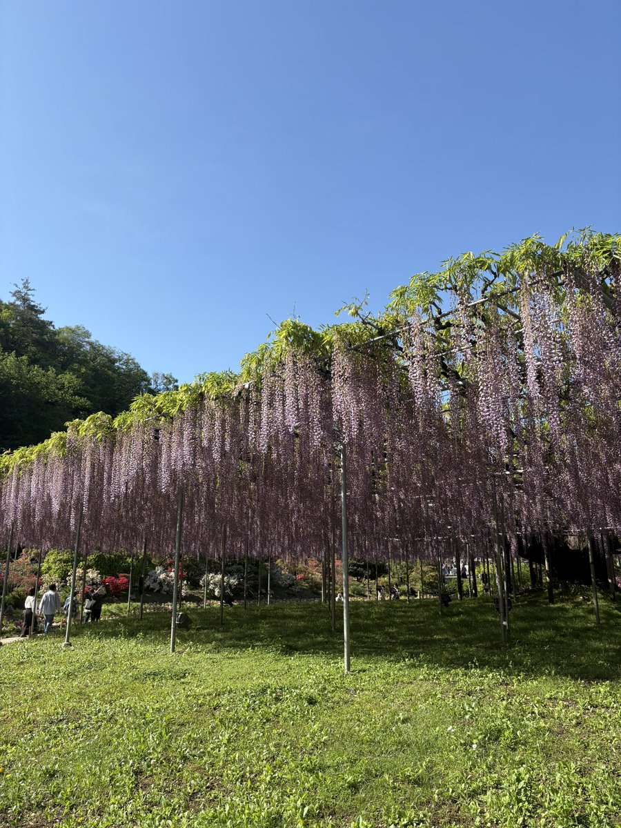 yappi_meshi's tweet image. あしかがフラワーパーク、良き藤でした。

GWでも朝7時に行けば大して待たずに入れますよ〜