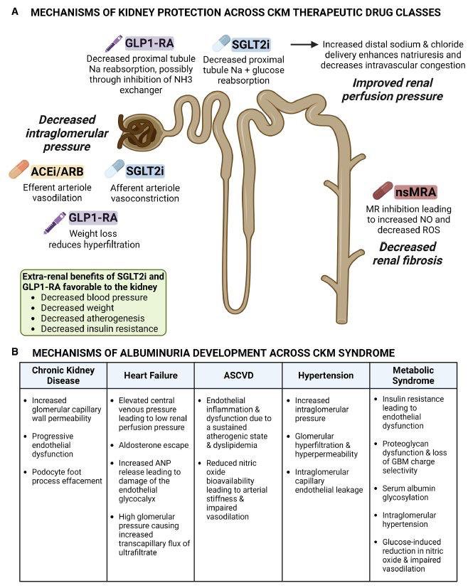 Albuminuria in Cardiovascular, Kidney, and Metabolic Disorders: A State-of-the-Art 

Urinary albumin-to-creatinine ratio an attractive, unifying biomarker of 
CV, kidney, and metabolic conditions  may be useful for identifying and monitoring trajectory

ahajournals.org/doi/10.1161/CI…