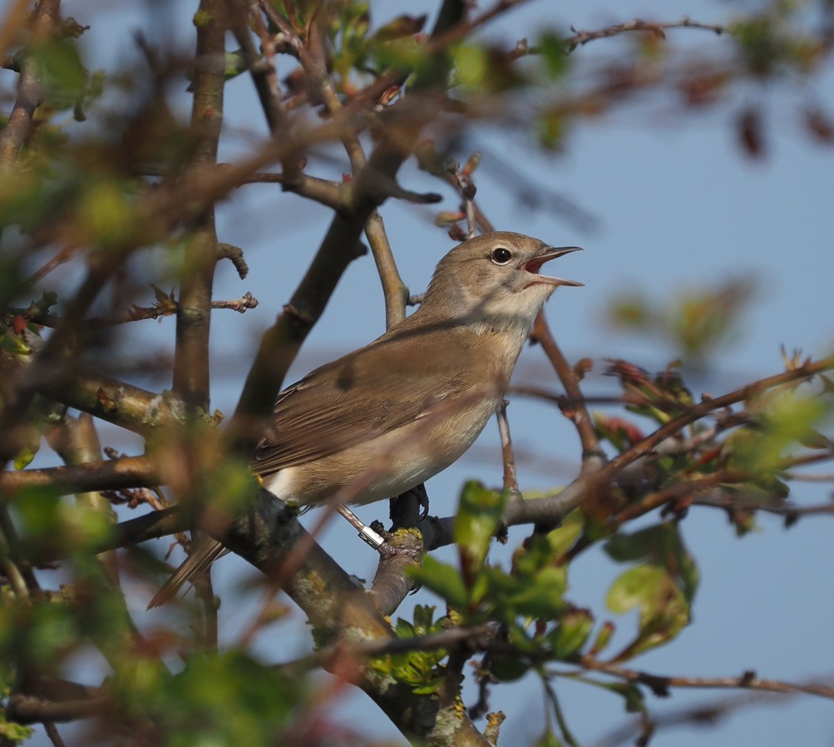 Mike Smith (@mikecsmiffy) on Twitter photo A new tick for me! π
Garden Warbler singing in the bushes beside the Coastguard Cottages on <a href="/DunwichHeath/">Dunwich Heath</a> on Monday
#birds #birdphotography #wildlife #wildlifephotography #nature #NaturePhotography
<a href="/Natures_Voice/">RSPB</a> <a href="/suffolkwildlife/">SuffolkWildlifeTrust</a> <a href="/BTO_Suffolk/">BTO Suffolk</a> <a href="/NatureUK/">NatureUK</a> <a href="/Britnatureguide/">The British Nature Guide</a> A new tick for me! π
Garden Warbler singing in the bushes beside the Coastguard Cottages on <a href="/DunwichHeath/">Dunwich Heath</a> on Monday
#birds #birdphotography #wildlife #wildlifephotography #nature #NaturePhotography
<a href="/Natures_Voice/">RSPB</a> <a href="/suffolkwildlife/">SuffolkWildlifeTrust</a> <a href="/BTO_Suffolk/">BTO Suffolk</a> <a href="/NatureUK/">NatureUK</a> <a href="/Britnatureguide/">The British Nature Guide</a>