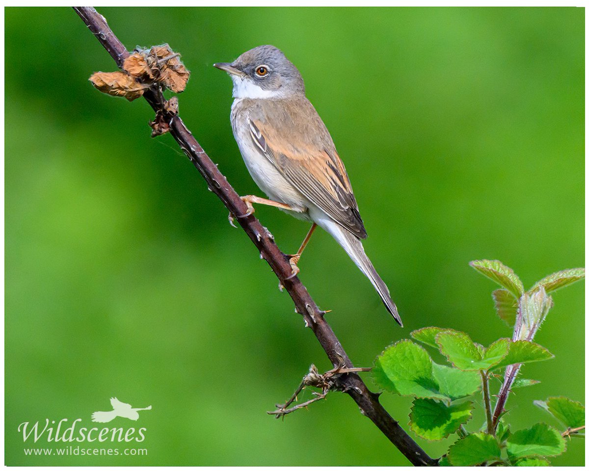 John Gardner (@wildscenesuk) on Twitter photo A handsome male whitethroat around Barnsley.
<a href="/BBCSpringwatch/">BBC Springwatch</a>
#nikon #birdphotography #BirdsSeenIn2025 A handsome male whitethroat around Barnsley.
<a href="/BBCSpringwatch/">BBC Springwatch</a>
#nikon #birdphotography #BirdsSeenIn2025