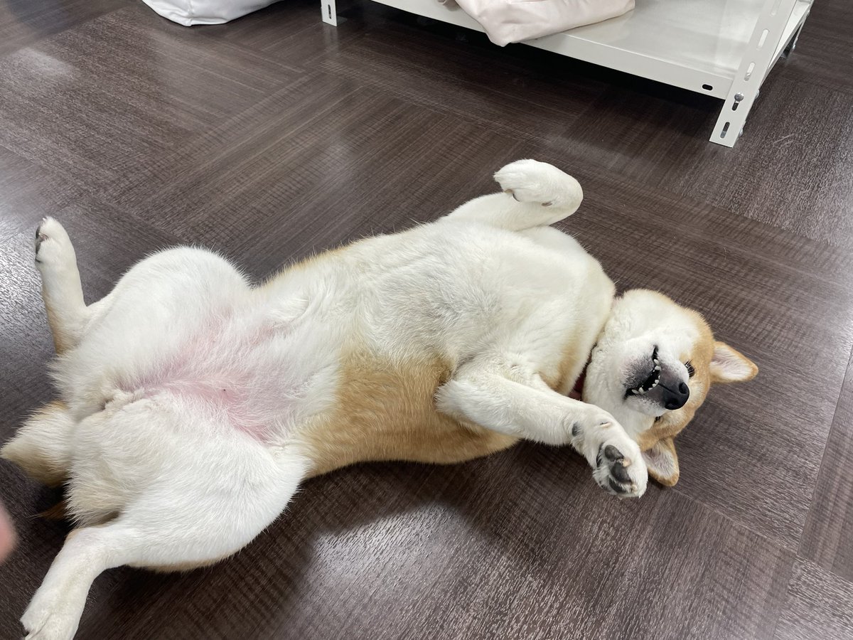 ＧＷみんなに会えなくて寂しいワン