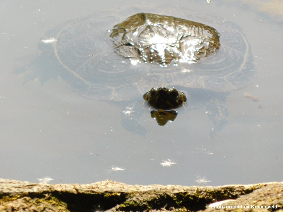 Turtle Tally UK tweet media