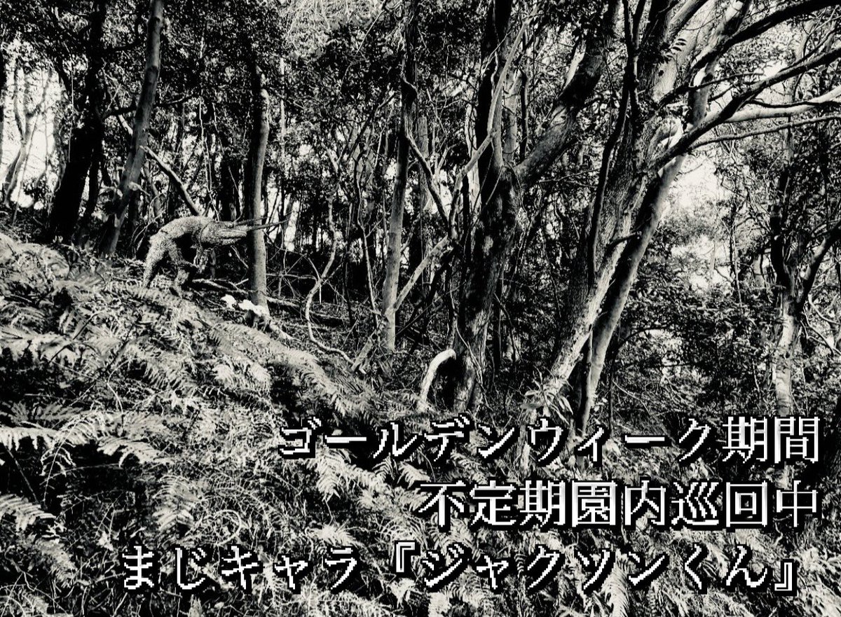 iZoo_iZoo_'s tweet image. 【✨ゴールデンウィーク期間中イベント✨】
今年も園内で登場❗️
iZooオリジナルまじキャラ『ジャクソンくん』

出会った際は是非一緒に記念撮影を撮ってみてください👏🏻✨
#爬虫類　#ゆるキャラ　#まじキャラ