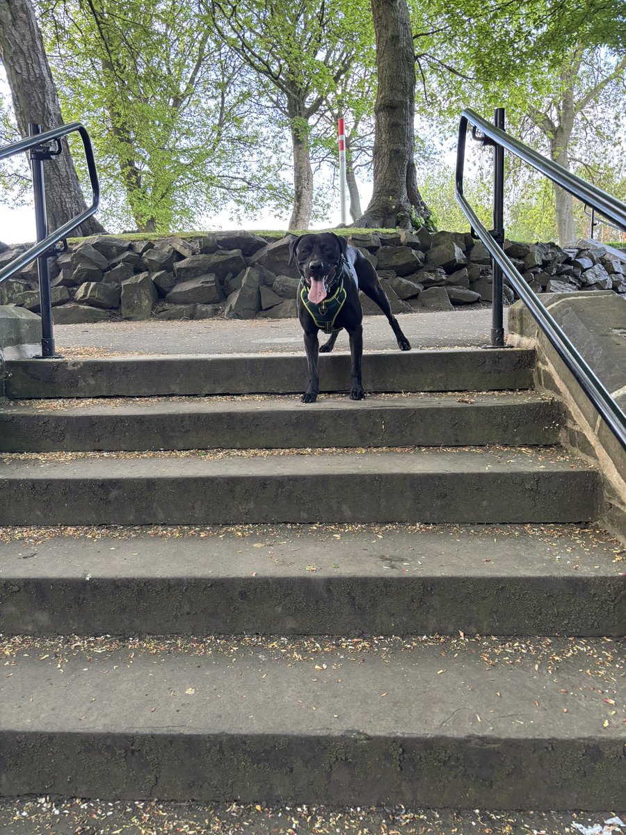 SHADOW_20_20's tweet photo. Good morning everyone 
Have a wonderful weekend 🥰
#Dogsoftwitter https://t.co/o0wHTgFwAN