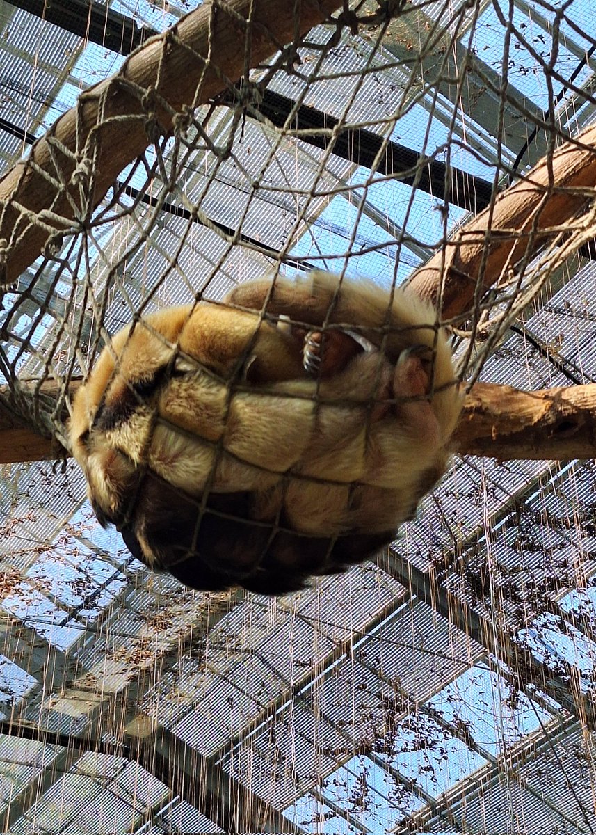 ネットで寝てるコアリクイ

#神戸どうぶつ王国