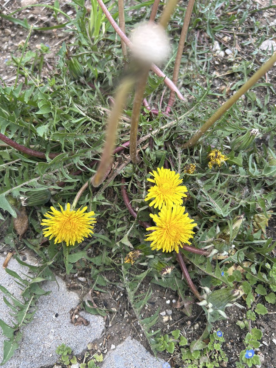 Yağmur nedir?
Dersen..
Bereket nedir?
Anlamak istersen..
Rahmet nedir?
Farkına varmak istersen..

Hindibalara sor.
Yol kenarlarında.
Duvar diplerinde.
Benzi sarı hindibalara.

Renkleriyle duruşlarıyla.
Ellerini duaya açışlarıyla.
Gökyüzüne bakışlarıyla.
Toprağa göz atışlarıyla