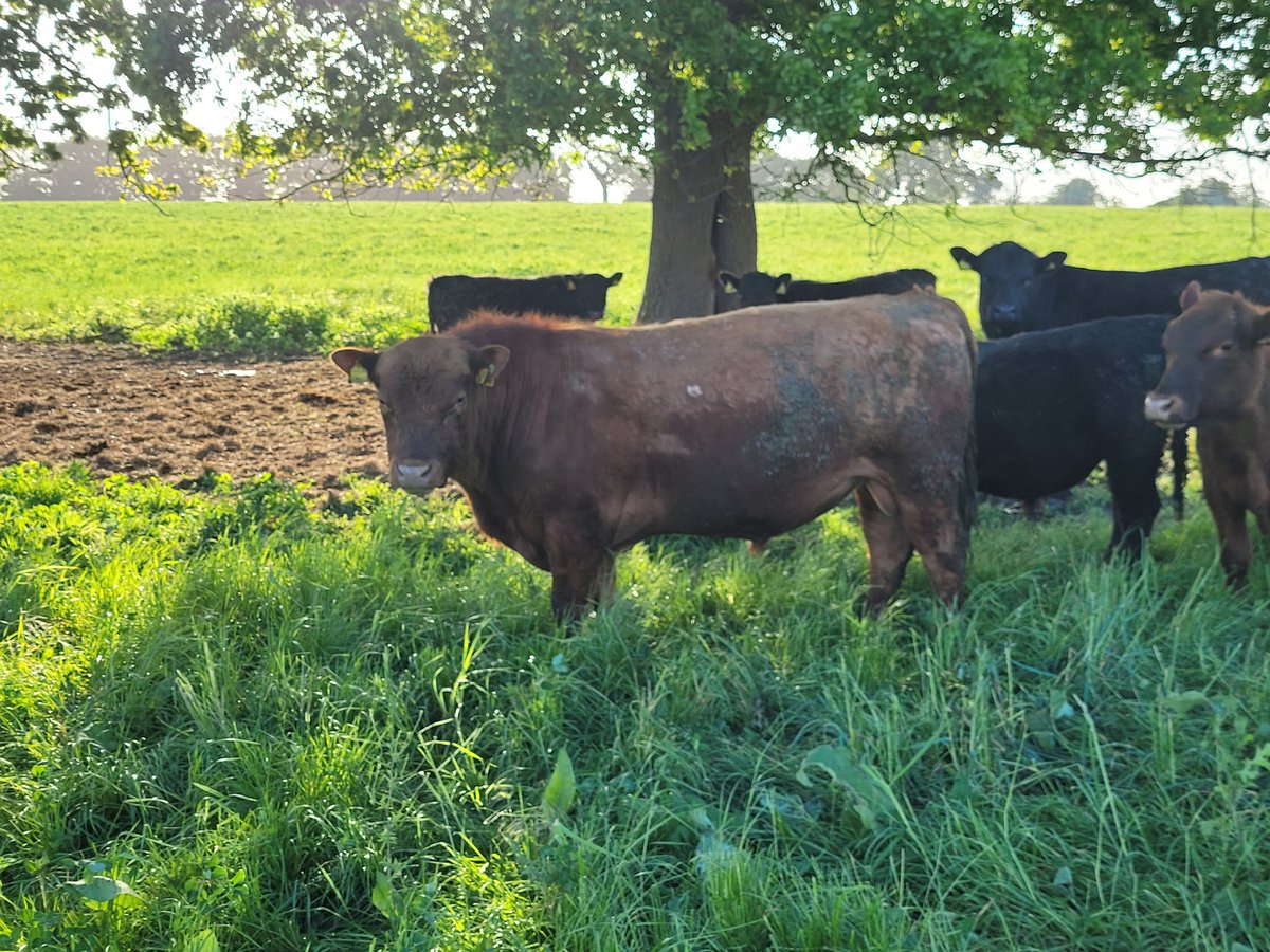 Still a few bulls left. Get in soon. They will go. Don't miss out on making your cattle life easier with Phepson genetics. 

Quote from customer Jeremy Buxton:
"We've been using Phepson Genetics for a few years. The best grassfed genetics. We will only use Phepson now."