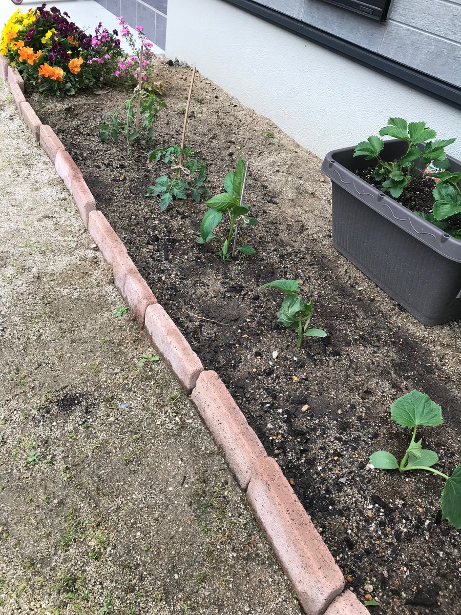 e_yuico09's tweet photo. 今年も夏野菜の苗植え完了🫡
G.W.に植えております🥒🍅🫑
そして昨年11月に植えたイチゴが育ってきたぞー🍓✨
ここまで長かったーー😭
初めてにしては上出来なのでは✨ https://t.co/WZgU43TEjQ