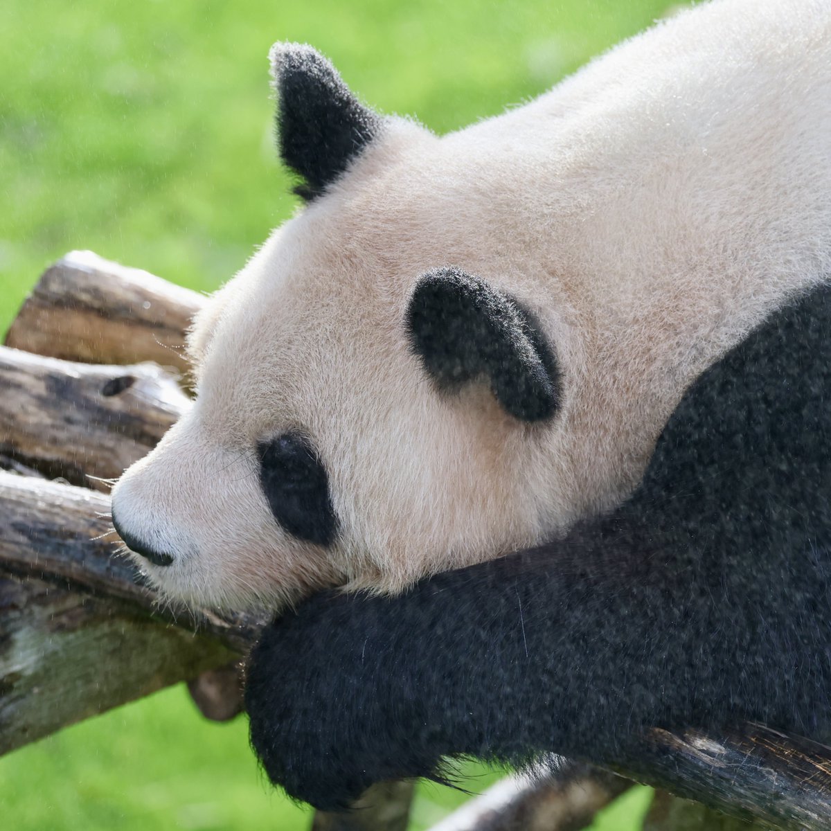 yonosuke (@xiangxiang178) / Posts / X