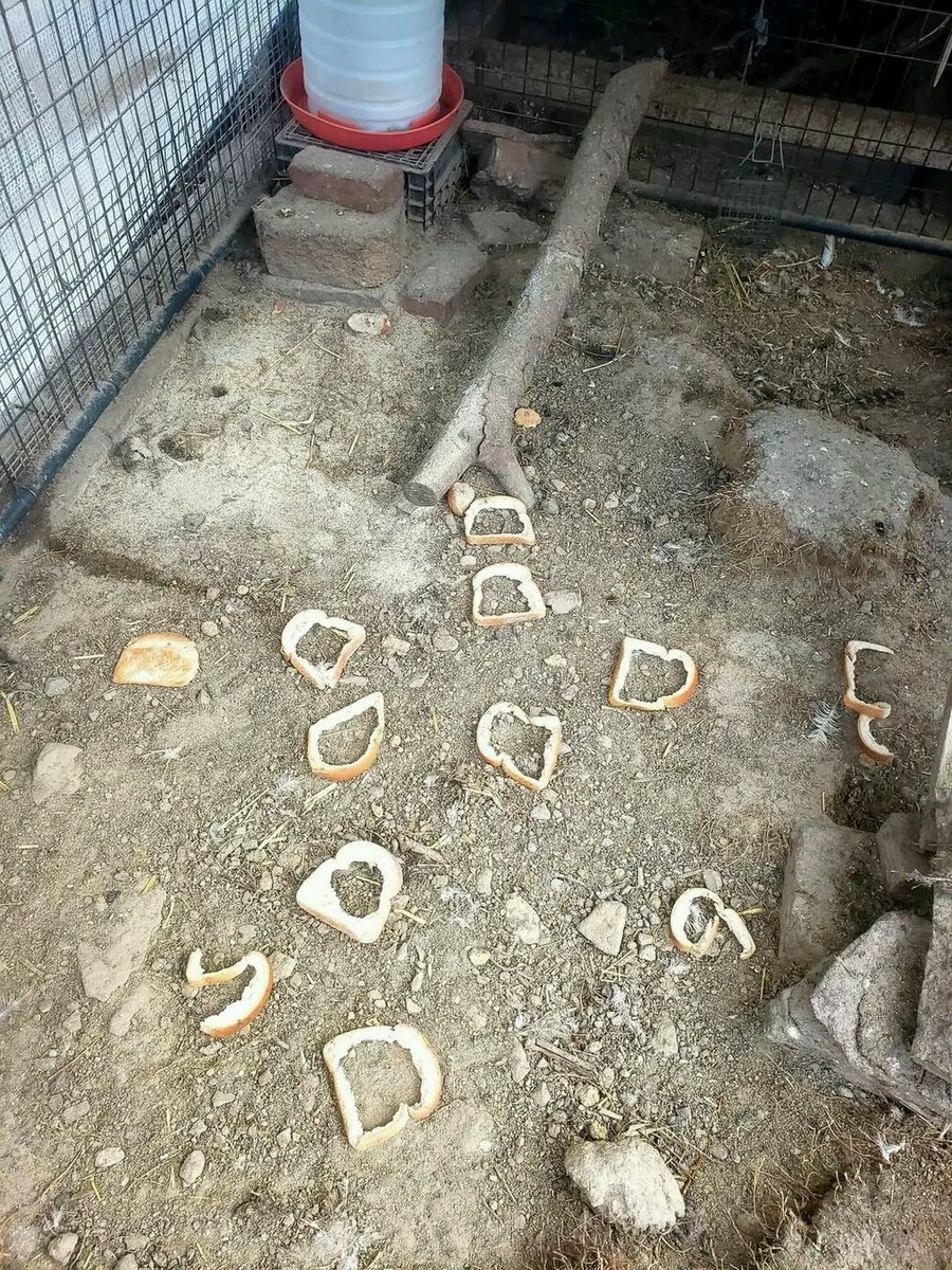 Apparemment j'ai élevé des poules de luxe.