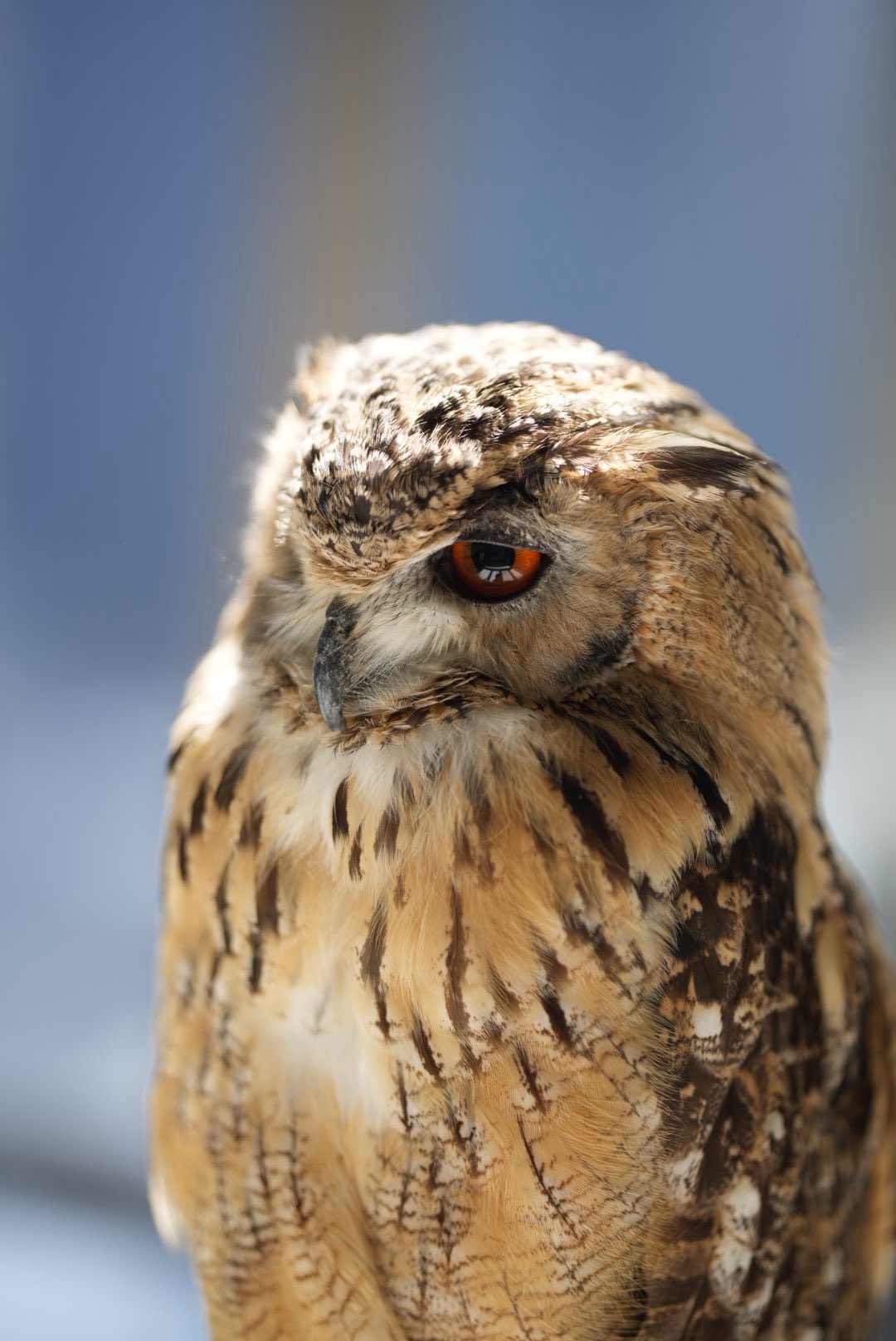 なんかよく分からないフクロウ なんかよく分からないフクロウ Amazon | 鳥よけフクロウ 首振り
