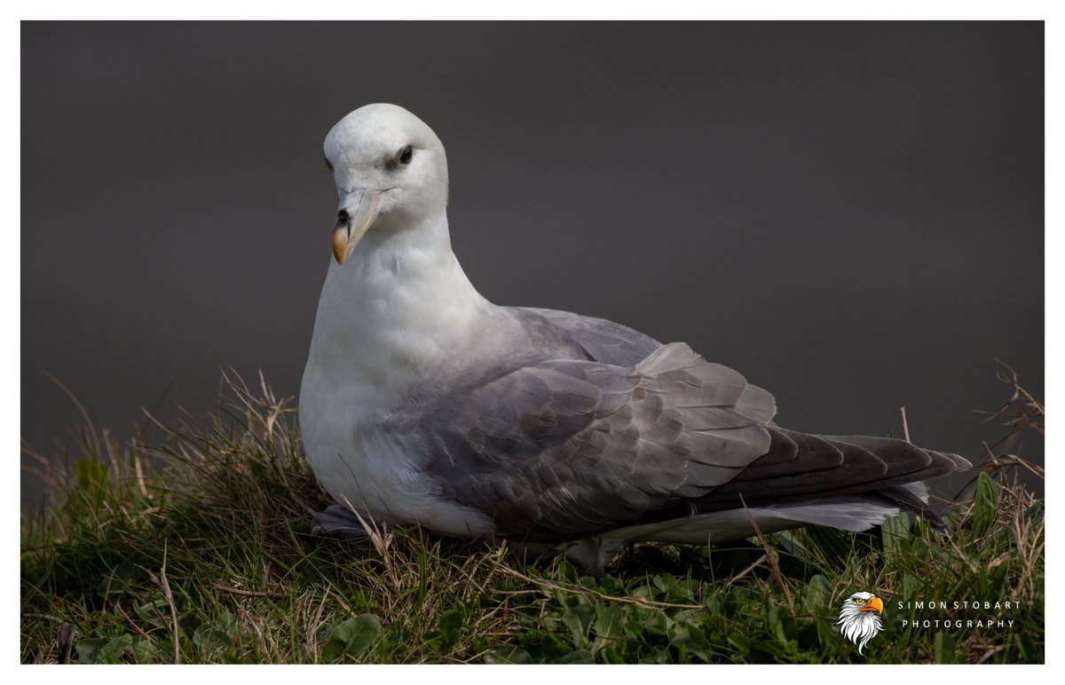 πππ’π€π£ ππ©π€πππ§π© π¦π¦π¦ (@sherburnsi) on Twitter photo Fulmar on the North East coast this week.
<a href="/teesbirds1/">teesbirds</a>
<a href="/teeswildlife/">Tees Wildlife</a>
<a href="/DurhamBirdClub/">Durham Bird Club</a>
<a href="/Natures_Voice/">RSPB</a>
<a href="/NatureUK/">NatureUK</a>
<a href="/WildlifeMag/">BBC Wildlife</a>
<a href="/BBCSpringwatch/">BBC Springwatch</a>
<a href="/NTBirdClub/">Northumberland & Tyneside Bird Club</a>
<a href="/CanonUKandIE/">Canon UK and Ireland</a>
#naturephotographyday #birds #wildlifephotography Fulmar on the North East coast this week.
<a href="/teesbirds1/">teesbirds</a>
<a href="/teeswildlife/">Tees Wildlife</a>
<a href="/DurhamBirdClub/">Durham Bird Club</a>
<a href="/Natures_Voice/">RSPB</a>
<a href="/NatureUK/">NatureUK</a>
<a href="/WildlifeMag/">BBC Wildlife</a>
<a href="/BBCSpringwatch/">BBC Springwatch</a>
<a href="/NTBirdClub/">Northumberland & Tyneside Bird Club</a>
<a href="/CanonUKandIE/">Canon UK and Ireland</a>
#naturephotographyday #birds #wildlifephotography