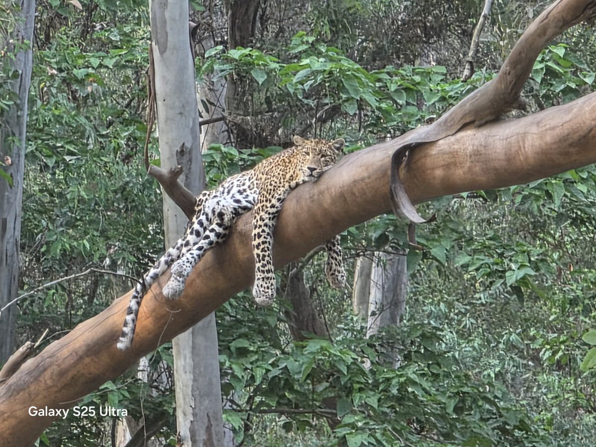 Those who have never seen a #leopard under favourable conditions in his natural surroundings,can have no conception of the grace of movement &amp; beauty of colouring, of this the most graceful &amp; beautiful of all animals in our Indian jungles:Jim Corbett #Internationalleopardday