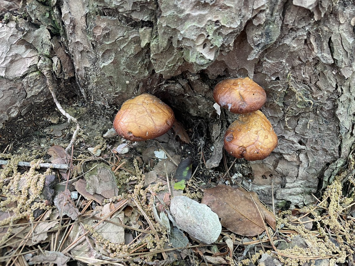 やまなか tweet media