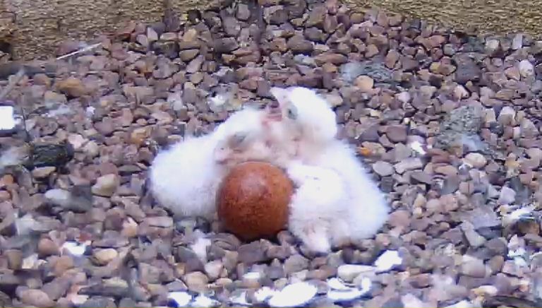 Stamford All Saints' Peregrines tweet media