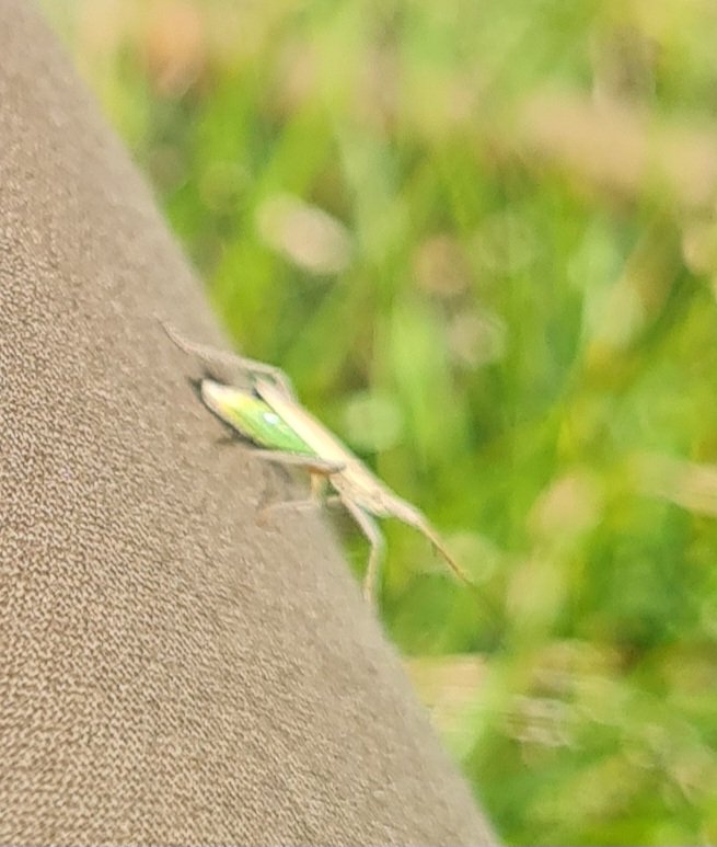 SallyN69461571's tweet photo. Sat by Hey Beck & this little beauty made an appearance. A wonderful moment.
#SaveHeybeck #SaveChidswell
#Bugs
#NatureEmergency
#NatureLover
#ClimateCrisis
#nature
#foodchain
#soil https://t.co/96Xkkd9nXx