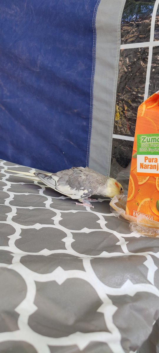 Ismael Cuartero tweet media