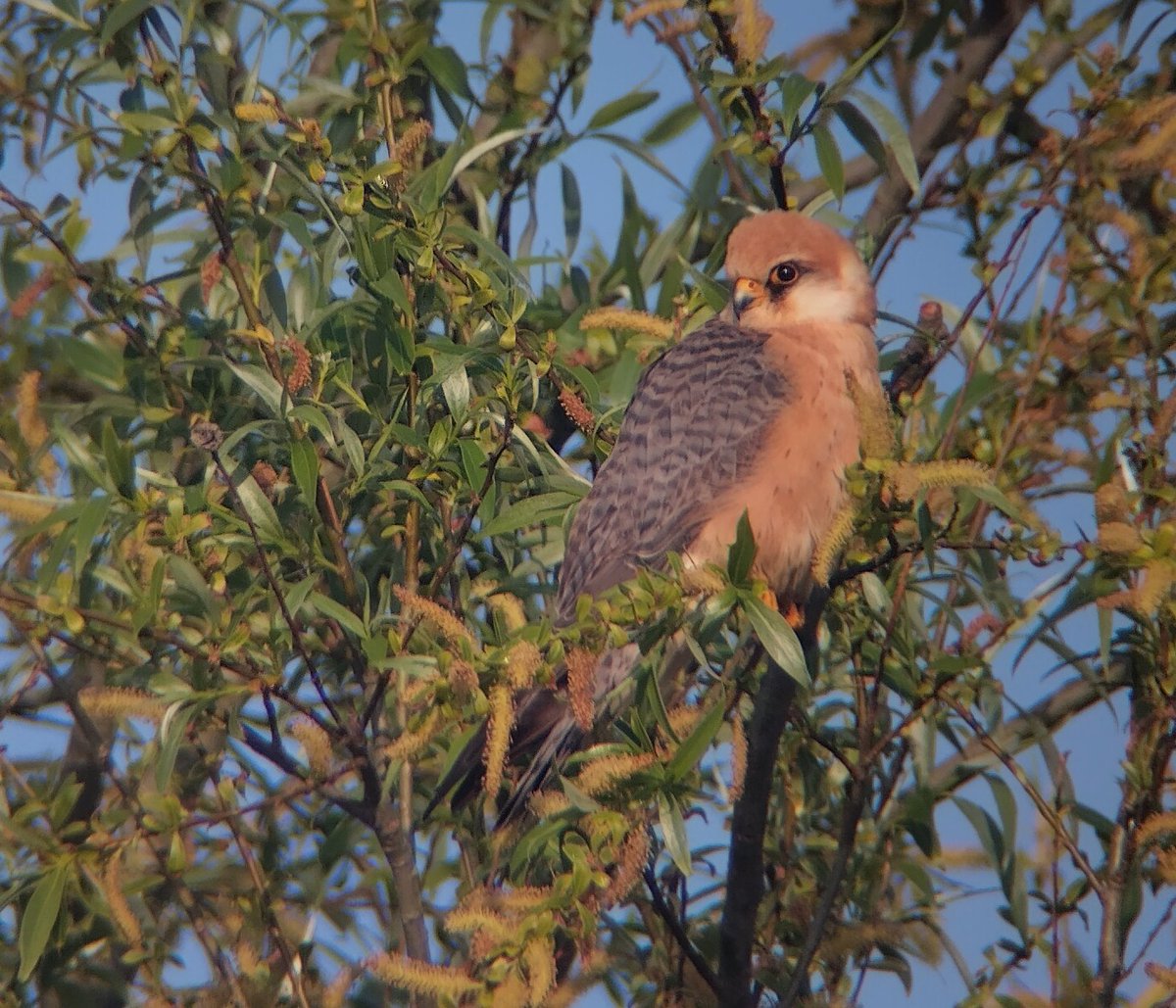 Andrew Easton (@leostoff) on Twitter photo Three Red-footed Falcons so far this morning at <a href="/SWTCarltonMarsh/">SWT Carlton Marshes</a> . Along the River Waveney two near Turnpike Hide and one at the far north end of Peto's Marsh Three Red-footed Falcons so far this morning at <a href="/SWTCarltonMarsh/">SWT Carlton Marshes</a> . Along the River Waveney two near Turnpike Hide and one at the far north end of Peto's Marsh