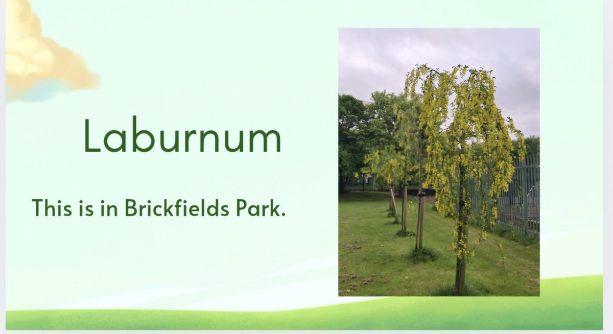 Trees in Drimnagh.  
Have you spotted this one?