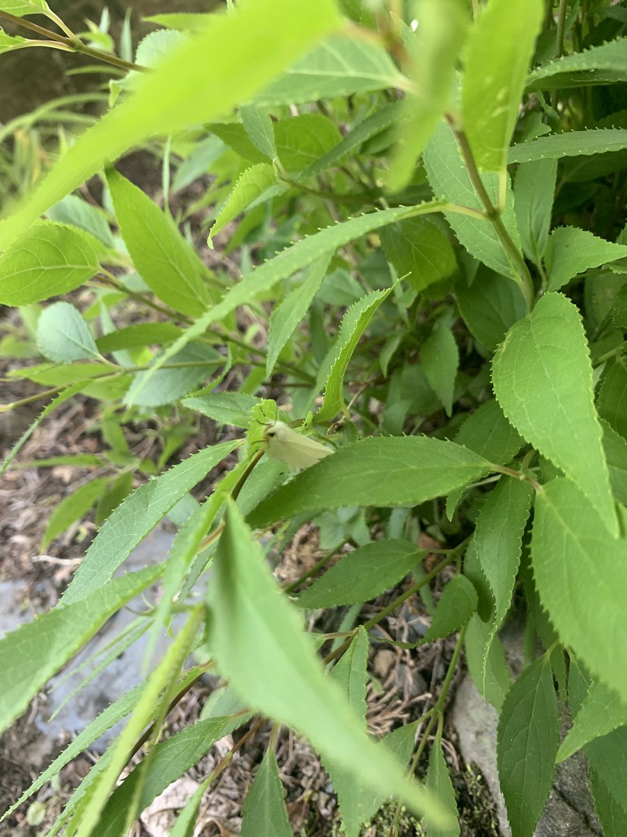 草むしりしてたら可愛い虫いた