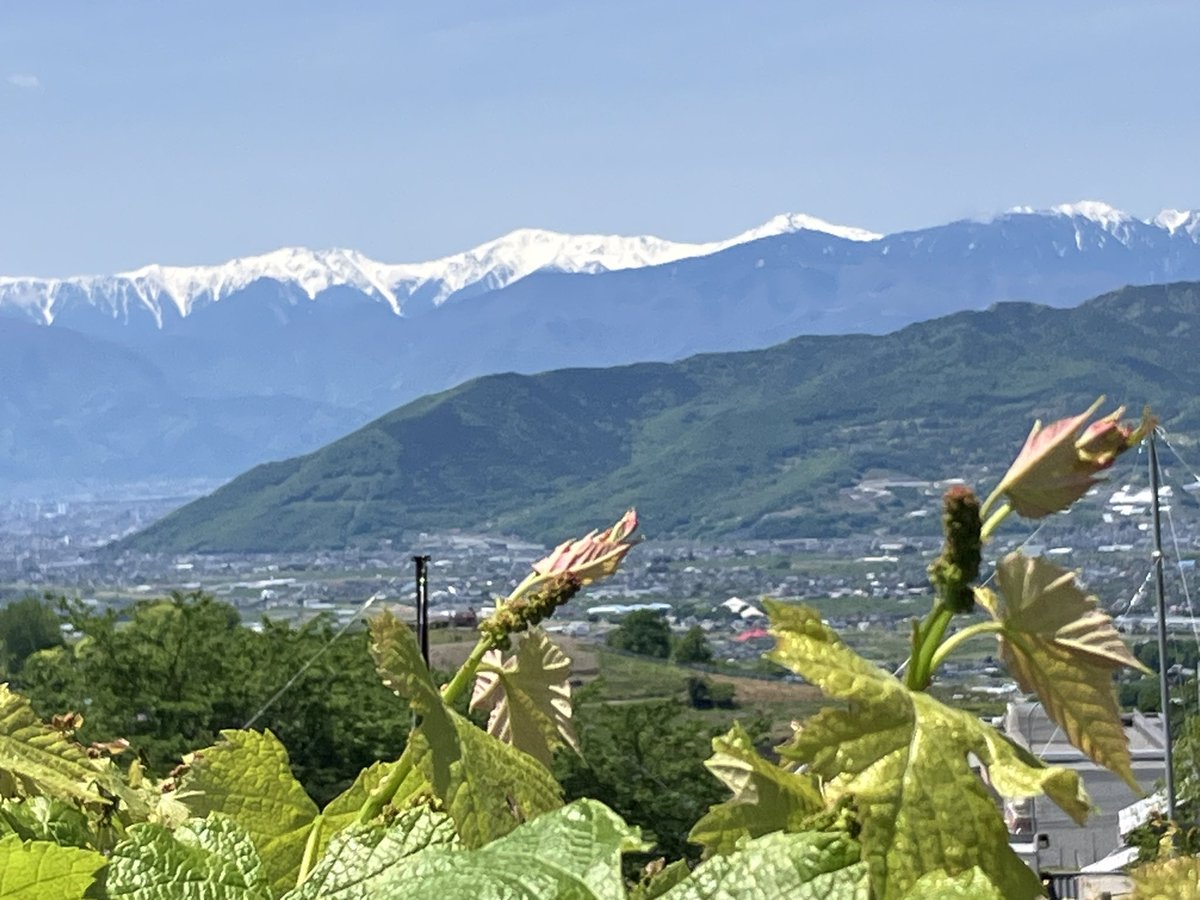里にはぶどうの新緑。山には少し遅れて五月の便りが届きます。これから雪が少しずつ減り夏山の姿になっていきます。