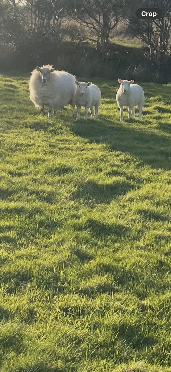 Morning… #Lambing2025