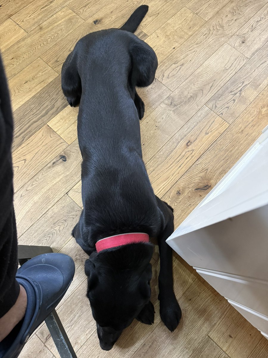 The Energizer puppy has powered down for a sleep after running around like a loon. ❤️ Time for me to have a cup of tea. ☕️