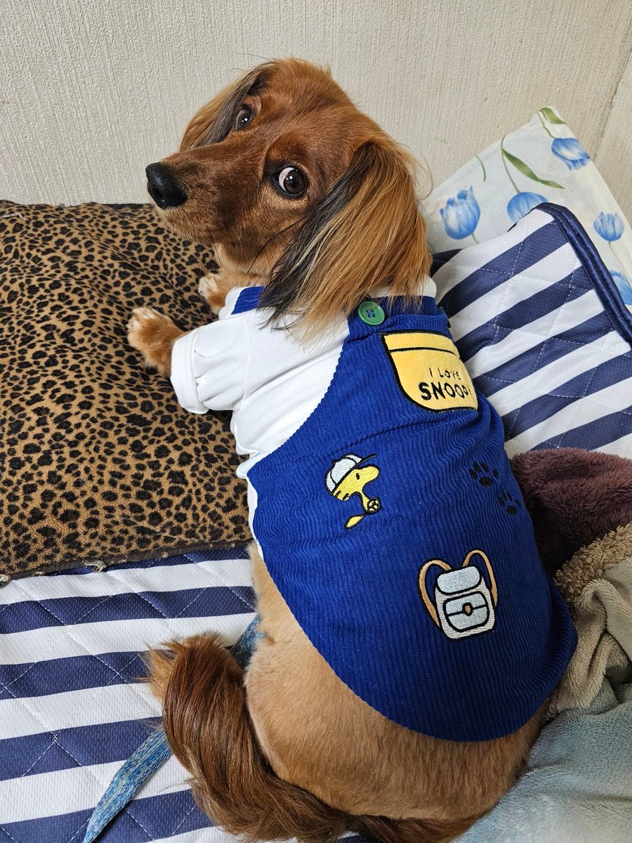 4.28に父が急逝。
ハル🐶の散歩には行かないといけないのに、なかなか身体が動かない...
1日に少しだけ行けたけど、そのあとは☔もあったけど行けてない…

ハルごめんねぇ。。。

父が使ってたクッションにいる事が多いんよねぇ。何か感じてるのかな。