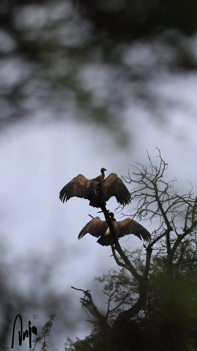 Whitebacked vultures drying their wings after a downpour. 
#photography #nature #outdoors #birdwatching #BirdsSeenIn2025 #goedemorgen #Francistown #Botswana #Africa #Vultures