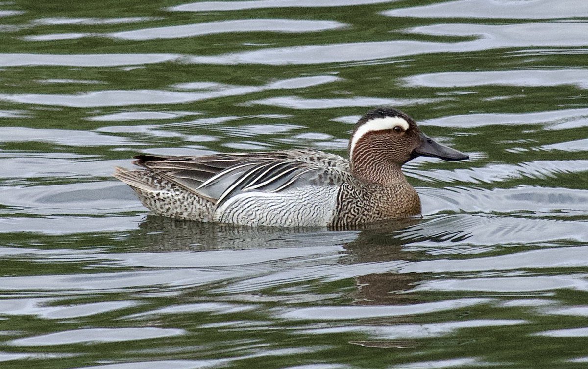 I’m currently doing a North Tyneside big day, hoping to get somewhere near last year’s total of 104 species. This one wasn’t on the cards when I started the day however - smashing drake Garganey currently in Marden Quarry!