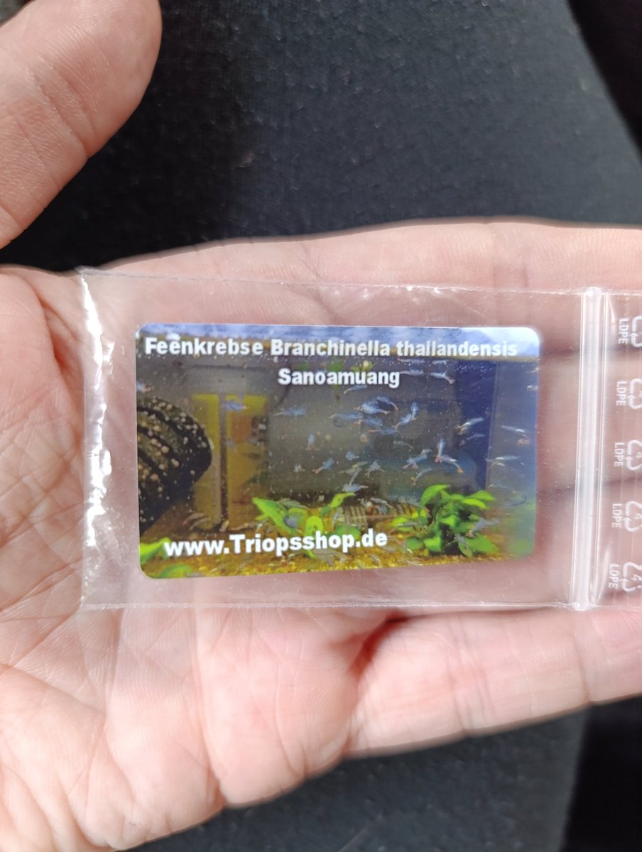0Unfug0's tweet photo. Projekt Feenkrebse gestartet 😁 weil ich so Tierchen gerne mag 🥰
Triops hatte ich schon mal erfolgreich gezüchtet, jetzt sind mal die dran 😊
#Feenkrebse #Urzeitkrebse #Triops https://t.co/xl1N31gB4I