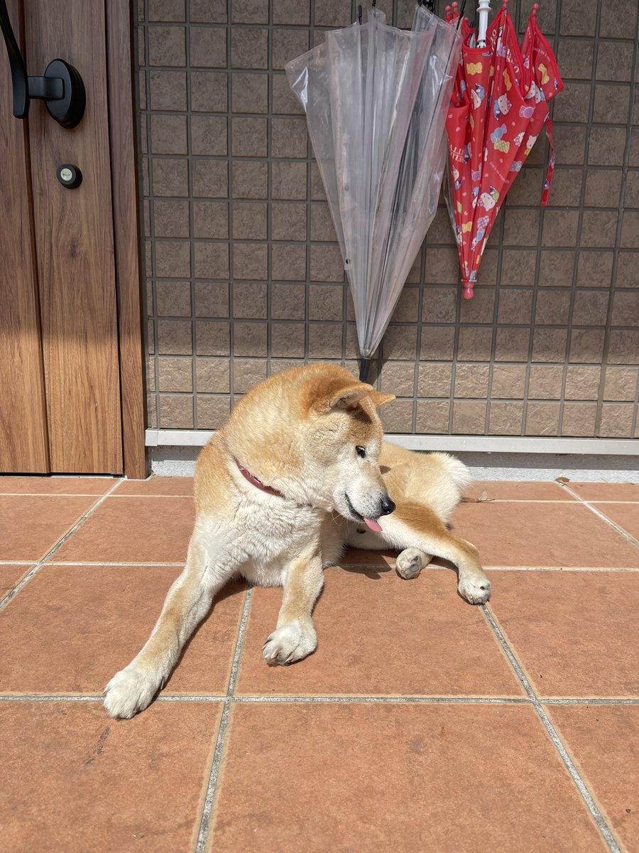 mkd1025s's tweet photo. 迷い犬が朝からずっといた(持ち主見つかりました) https://t.co/foCQVK1RWx