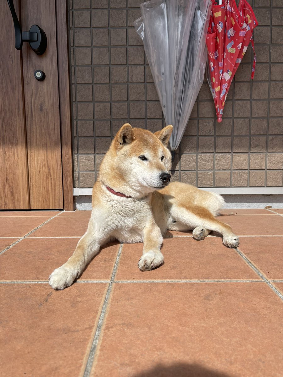 mkd1025s's tweet photo. 迷い犬が朝からずっといた(持ち主見つかりました) https://t.co/foCQVK1RWx