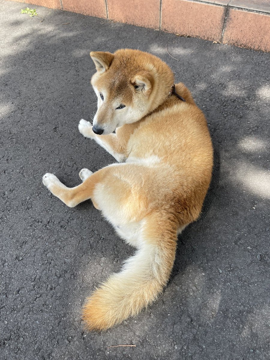 mkd1025s's tweet photo. 迷い犬が朝からずっといた(持ち主見つかりました) https://t.co/foCQVK1RWx