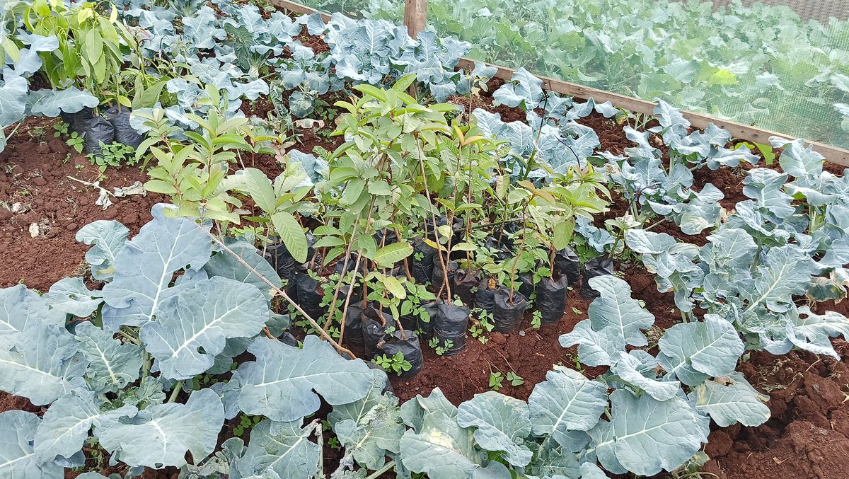In the very a many efforts in sustainable rangeland reclamation strategies, urban greening and youth empowerment into greener spaces <a href="/Project8K/">Project 8K</a> &amp; others like mindeds had exciting engagement with STATEHOUSE GIRLS HIGHSCHOOL #agriculture, #wildlife students debunk efforts