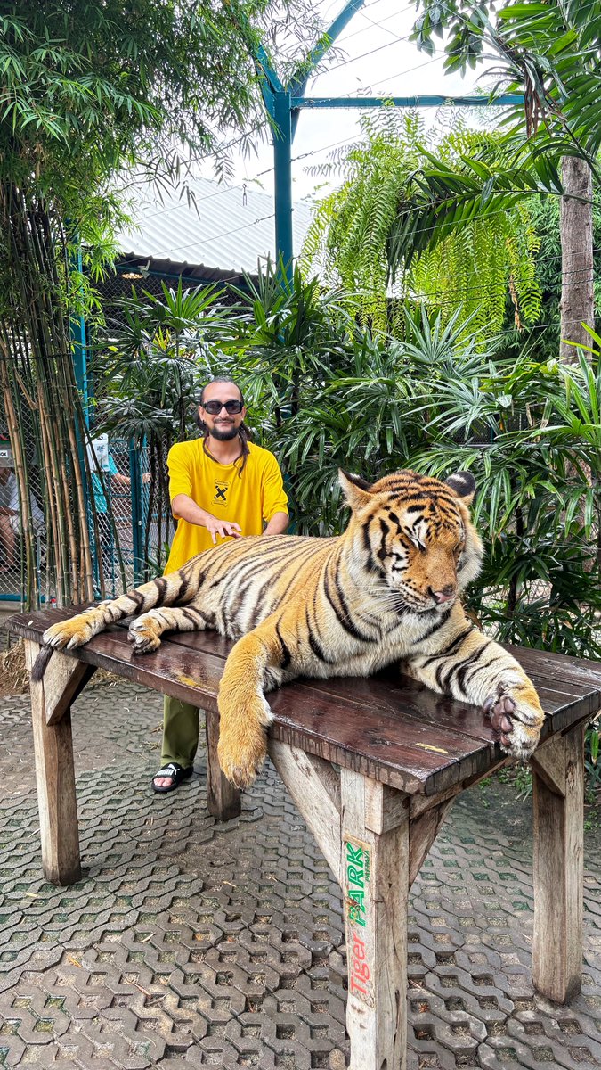 ryanhazarika's tweet photo. Trying my best not to look like a tasty snack. 😉🐯 https://t.co/uvbGnzG30m