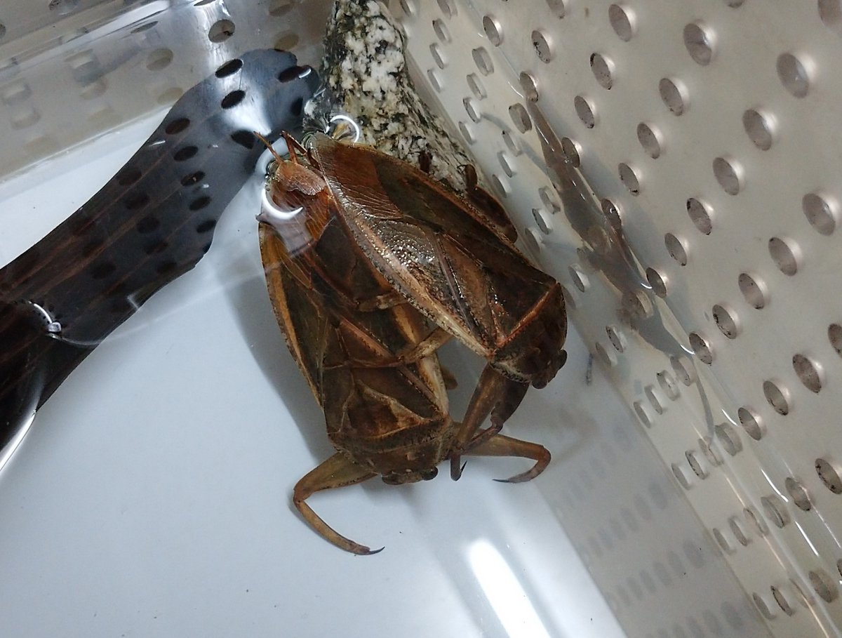 #タガメ の交尾！！
ふだんなら共食いが心配ですが、オスが後脚を使って上手にメスをなだめていました。