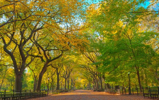 BCardno's tweet photo. located
along 
the 
Literary Walk, 
a 
quarter-mile 
pedestrian 
path 
lined 
with 
American 
Elm 
Trees 
within 
Central Park's 
Mall https://t.co/V8wAmn677l