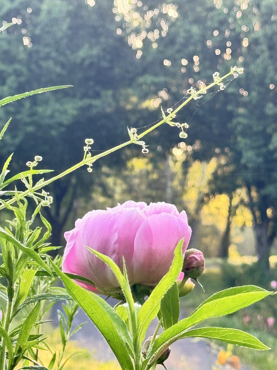 #Peony #SaturdayVibes